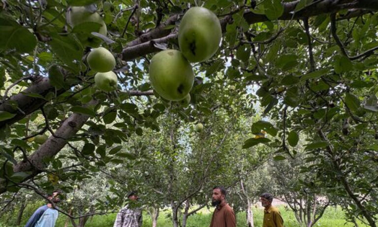 Kashmir’s Apple Crisis: How European Varieties Are Shaking the Market
